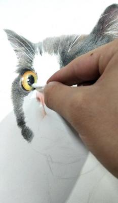 彩铅画入门临摹步骤图，可爱的猫咪彩铅画