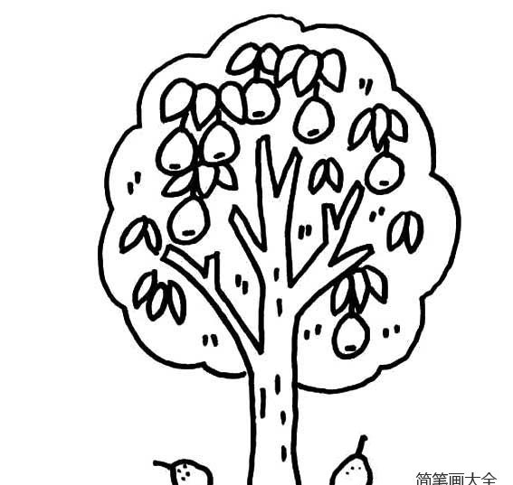 卡通梨树简笔画图片