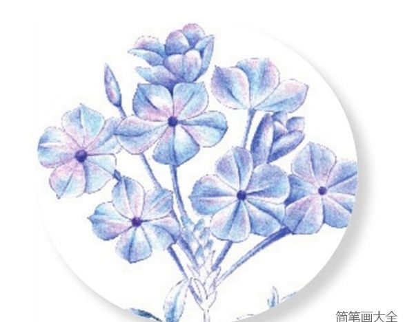 蓝楹花的简笔画图片