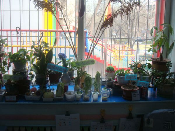 幼儿园活动区布置：自然角——快乐种植园